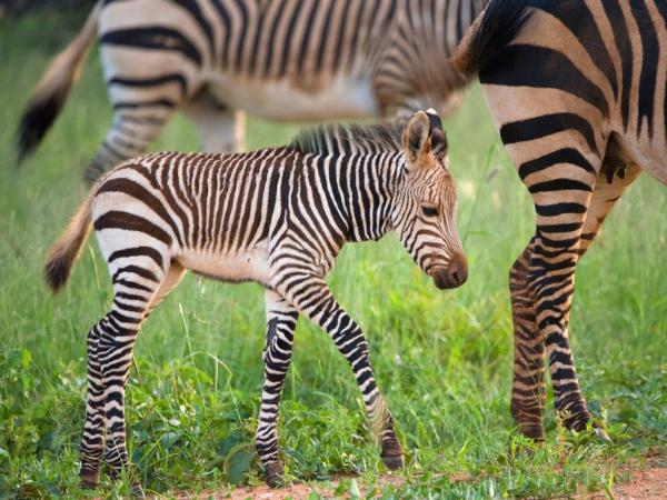 10 фото, после просмотра которых вам захочется посетить Намибию (ФОТО)