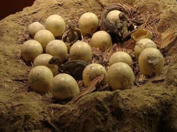 В Аргентине пастух обнаружил яйца с зародышами динозавров