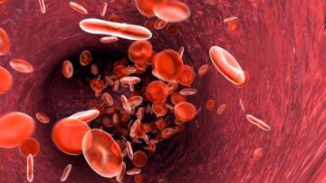 Кровь из пуповины человека может быть ключом к вечной молодости мозга