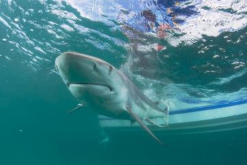 Необычное зрелище: тысячи акул мигрируют вдоль побережья Флориды (ФОТО)