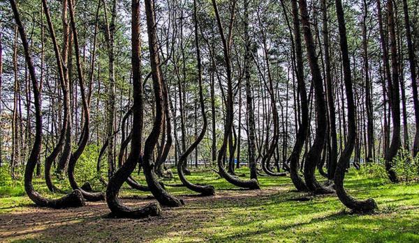 Неповторимое чудо природы: загадочный Кривой лес в Польше (ФОТО)