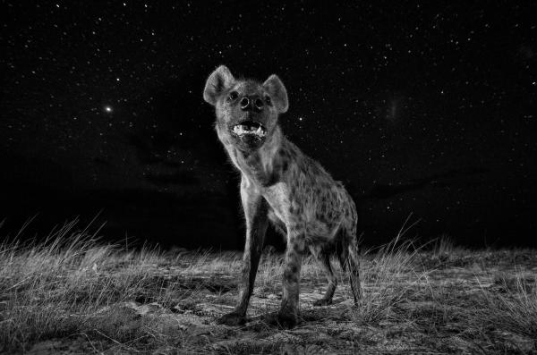Победители фотоконкурса Sony Photography Awards 2017 (ФОТО)
