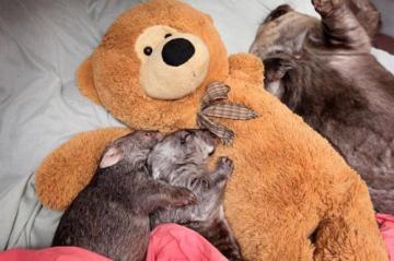 Очаровательные животные, спящие в обнимку с игрушками (ФОТО)