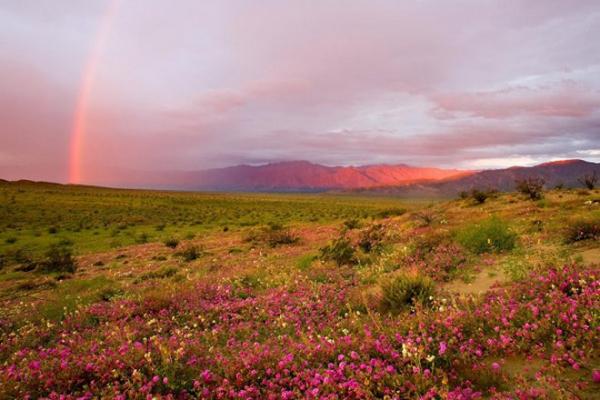Чудо природы: цветущая пустыня в американском штате Калифорния (ФОТО)