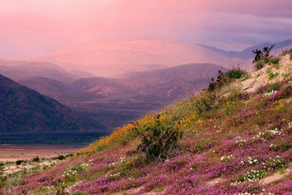 Чудо природы: цветущая пустыня в американском штате Калифорния (ФОТО)