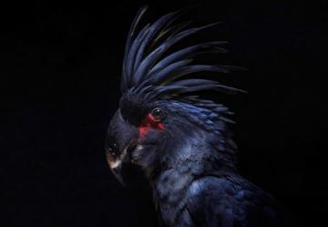Животные, которые выглядят, как настоящие рокеры (ФОТО)