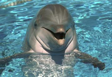 Ученые смогли расшифровать язык дельфинов