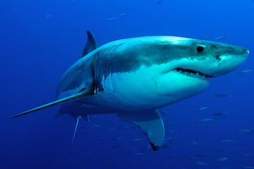 В Греции рыбаки поймали огромную акулу