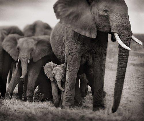 Очаровательные слонята, которые вызовут улыбку на вашем лице (ФОТО)