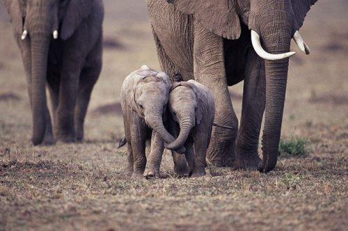 Очаровательные слонята, которые вызовут улыбку на вашем лице (ФОТО)