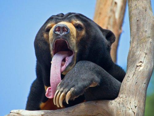 Курьезные снимки медведей, у которых закончились аргументы в споре (ФОТО)