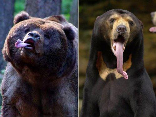 Курьезные снимки медведей, у которых закончились аргументы в споре (ФОТО)