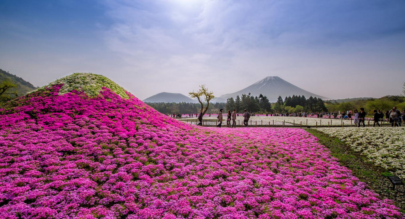 Удивительной красоты национальный парк Хитачи в Японии (ФОТО)