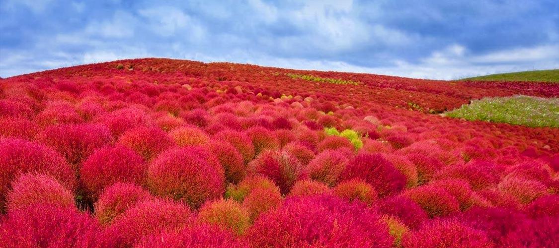 Удивительной красоты национальный парк Хитачи в Японии (ФОТО)