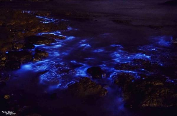 Волшебница-Природа: Мистическое свечение у берегов Тасмании очаровывает туристов (ФОТО)