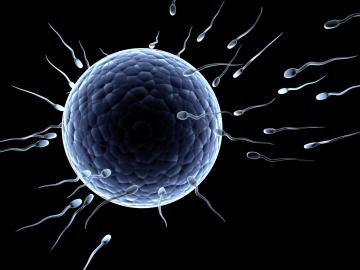 Ученые предлагают лечить женскую онкологию сперматозоидами