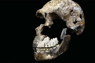 Ученые раскрыли настоящий возраст пещерных людей из «Колыбели человечества»