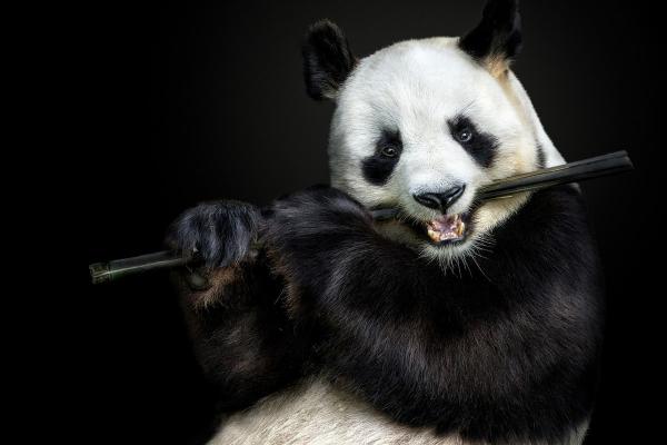Потрясающие портреты диких животных фотографа Pedro Jarque (ФОТО)