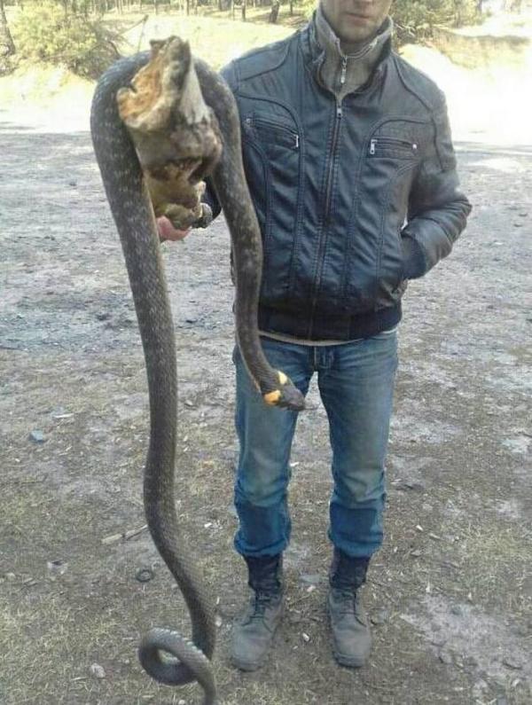  В Украине поймали гигантскую змею (ФОТО)