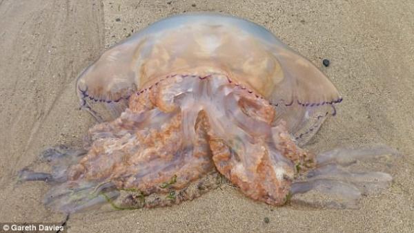 Пляжи Великобритании оккупировали гигантские медузы (ФОТО)