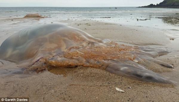 Пляжи Великобритании оккупировали гигантские медузы (ФОТО)