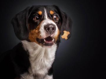 Забавная мимика собак на снимках Кристиана Вилера (ФОТО)