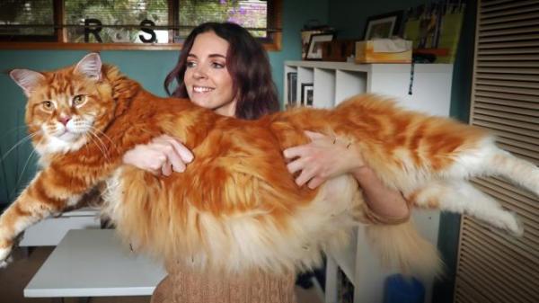  Самый длинный кот в мире стал новой звездой социальных сетей (ФОТО)