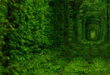 Природные красоты Украины: Тоннель любви в Ровенской области (ФОТО)