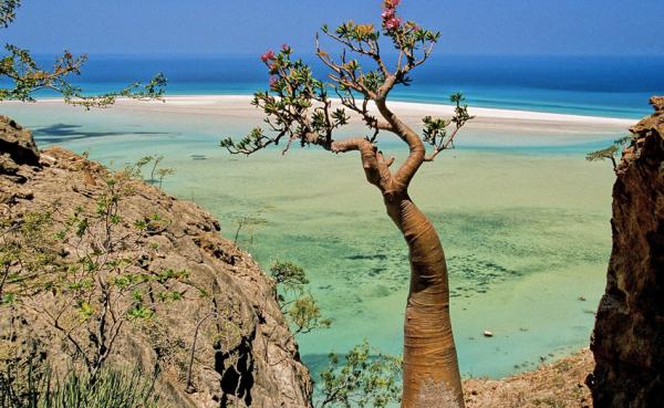 Сокотра: самый удивительный остров мира (ФОТО)