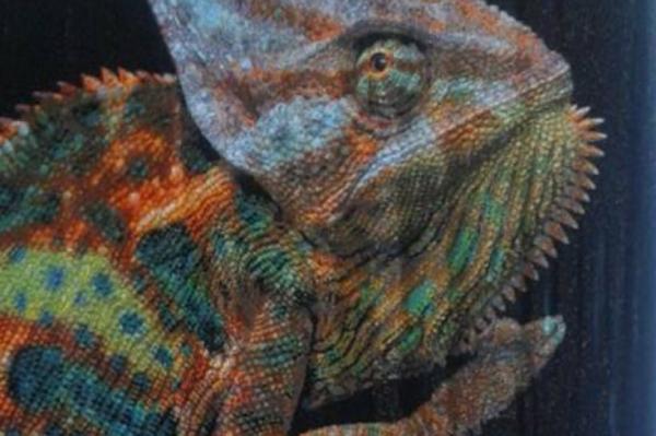 3D вышивка. Украинка установила рекорд "хамелеоном" из 748 оттенков цветного бисера (ФОТО) 
