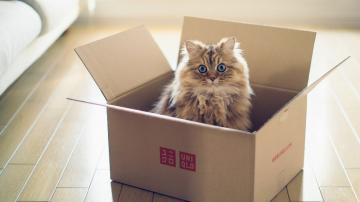 Ученые раскрыли секрет огромной любви кошек к коробкам