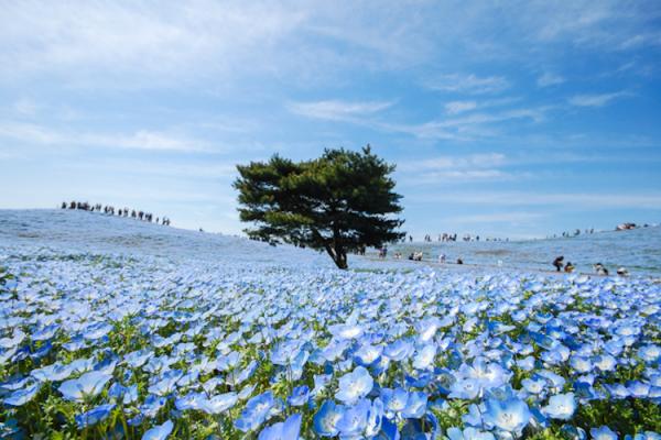Потрясающая красота природы: в японском парке расцвели немофилы (ФОТО)