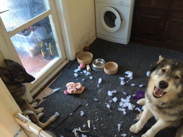 15 людей, которые оставили своих пушистых дома одних и горько пожалели об этом (ФОТО)
