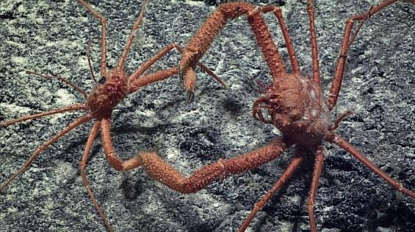 Кто живёт на дне Тихого океана: снимки, сделанные глубоководным аппаратом (ФОТО)