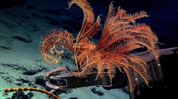 Кто живёт на дне Тихого океана: снимки, сделанные глубоководным аппаратом (ФОТО)