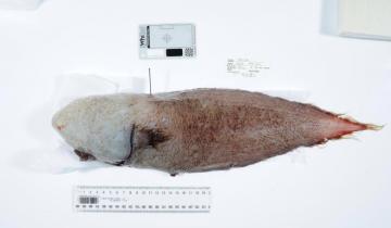 У берегов Австралии поймали рыбу, которая считалась вымершей (ФОТО)