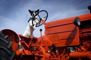 Нелепая смерть: В Британии собака на тракторе сбила хозяина-мультимиллионера‍