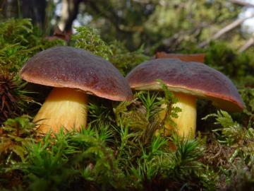 Ученые нашли древнейший в мире гриб (ФОТО)