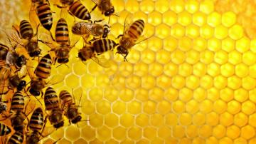 Ученые назвали причину вымирания пчел