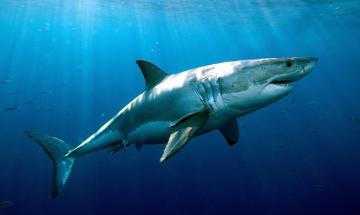 Ученые утверждают, что акулы скрывают ключ к долголетию