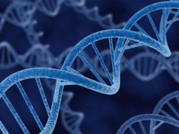 Прорыв в медицине: ученые научились изменять гены в человеческом эмбрионе