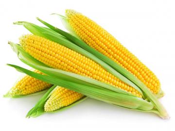 Ученым удалось расшифровать геном кукурузы