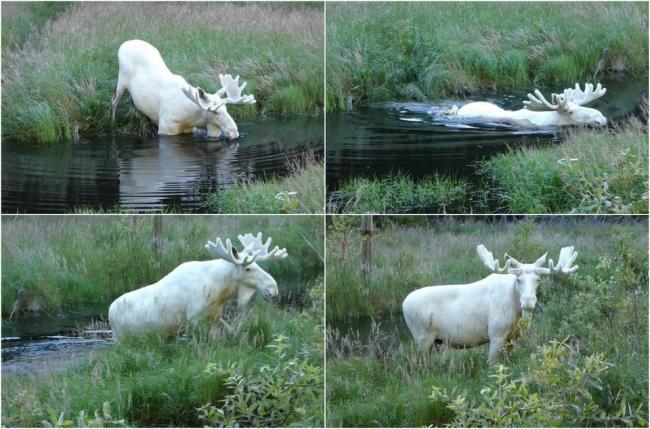 Шведский исследователь заснял очень редкого белого лося (ФОТО)