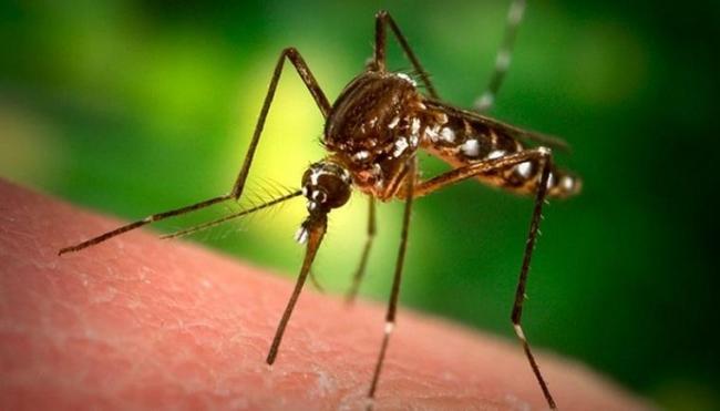 Ученые определили "вкусовые предпочтения" комаров