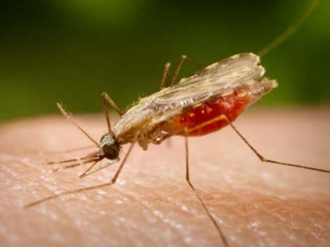 В Украине зафиксировали случай заражения малярией