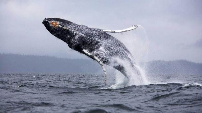 Неожиданное открытие: киты были опасными хищниками