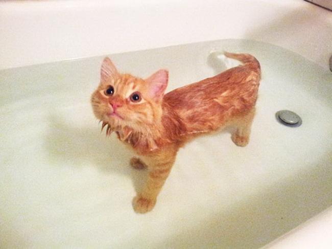 Курьезные снимки домашних животных, которые обожают принимать ванну (ФОТО)