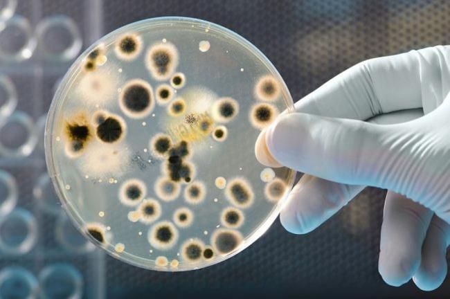 Ученые обнаружили неизвестные науке неуязвимые микроорганизмы