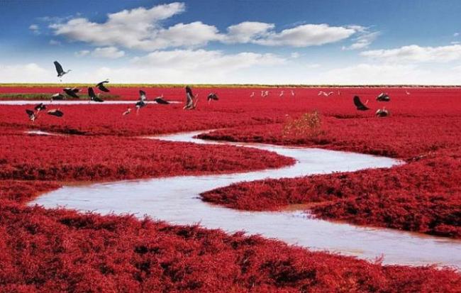 Красный пляж Паньцзинь - настоящий рай для редких птиц (ФОТО)