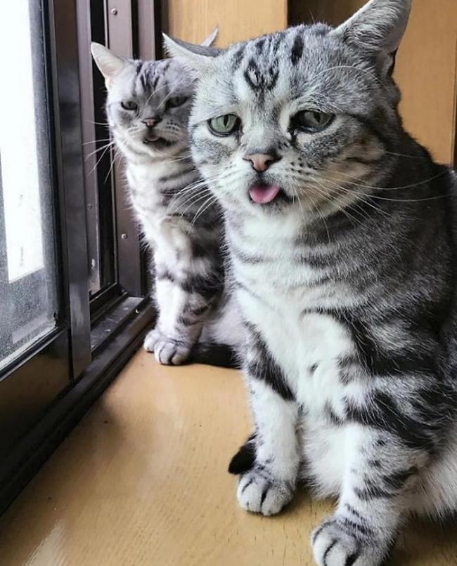 Знакомьтесь, это Луху – самая грустная кошка (ФОТО)